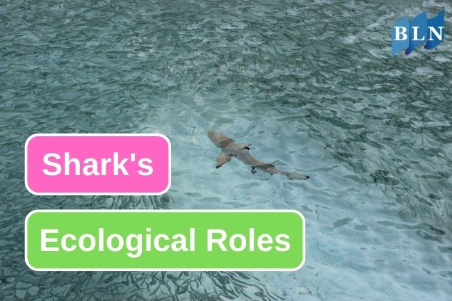 Here Are Ecological Role of a Shark